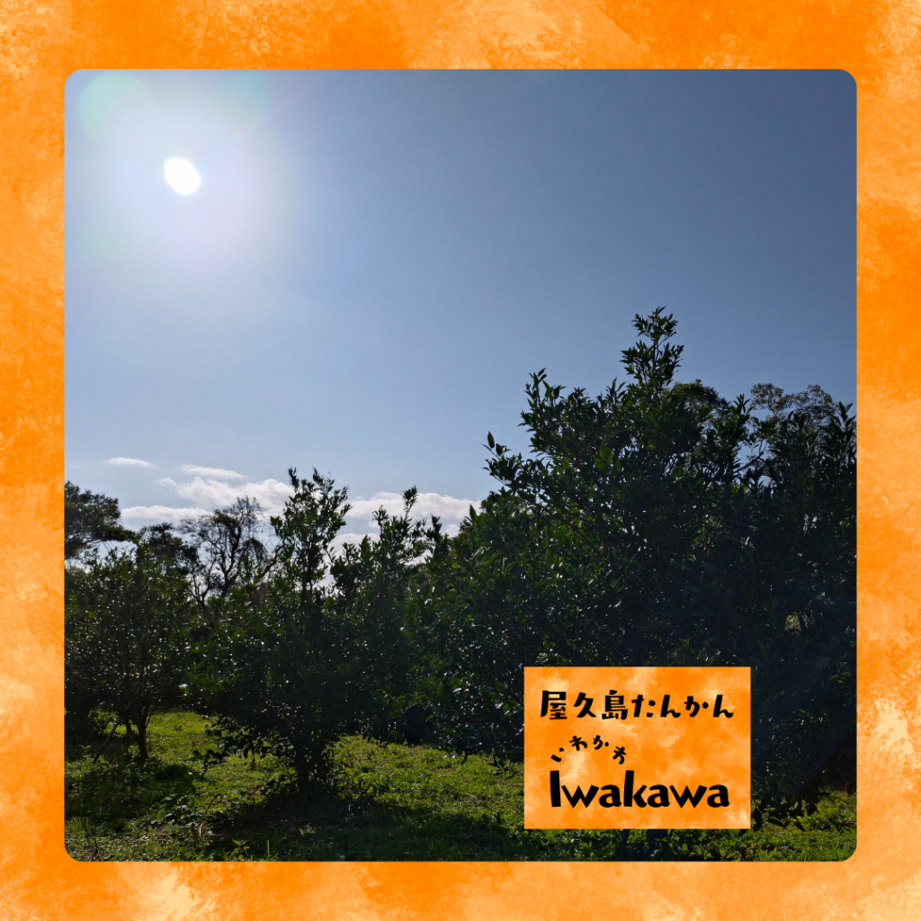 屋久島たんかん2026販売終了のお知らせ